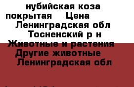 нубийская коза (покрытая) › Цена ­ 40 000 - Ленинградская обл., Тосненский р-н Животные и растения » Другие животные   . Ленинградская обл.